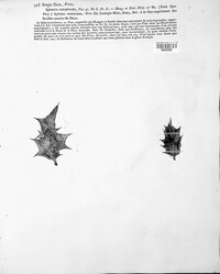 Image of Trochila ilicina
